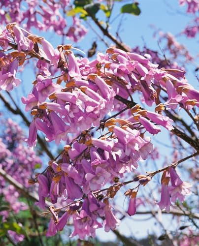 Blauglockenbaum Paulownia tomentosa 150-200 cm Zierbaum winterhart