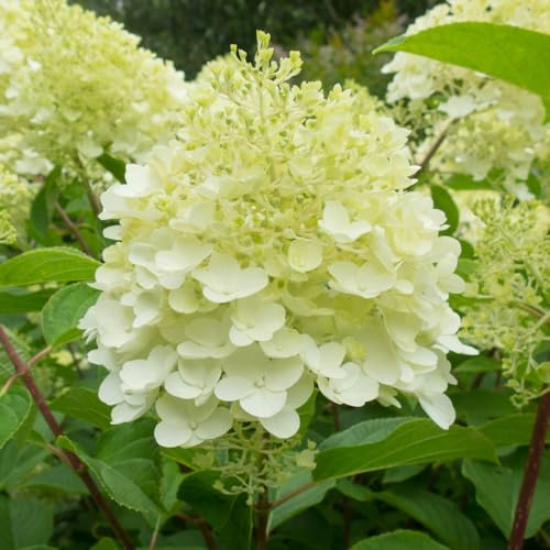 Hydrangea paniculata 'Silver Dollar' – RHS Award-Winning Hardy Shrub, Large Conical Flower Clusters, Pink Blooms, Low Maintenance Garden Plant - 2X 3.6 Litre Potted Plants by Thompson & Morgan