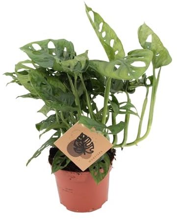Monstera Affe - 30cm - Ø12cm - Zimmerpflanze - Immergrün