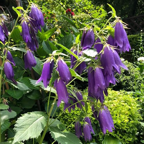 Semi di campanula-Campanula media,giardino decorativo,a crescita rapida giardino to,per luoghi soleggiati resistenti in vaso 200pcs