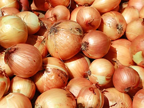Cebolla 200 Semillas - Orgánica no GMO Walla Walla cebolla dulce - polinización abierta