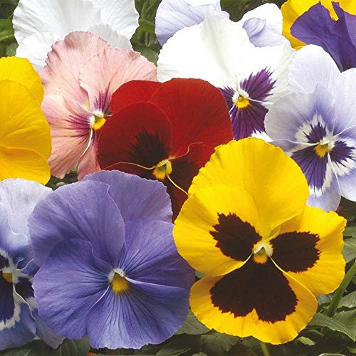 400 Pansy Winter Flowering Hiemalis Mix Seeds - 400 Mixed Colour Seeds