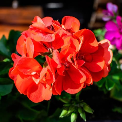 geranien bio balkon blumendeko pelargonium schattenpflanzen wildblumensamen seltene zimmerpflanzen bonsai balkon blumensamen balkonblumen schnittblumen zierblumen für sonnige plätze 25samen