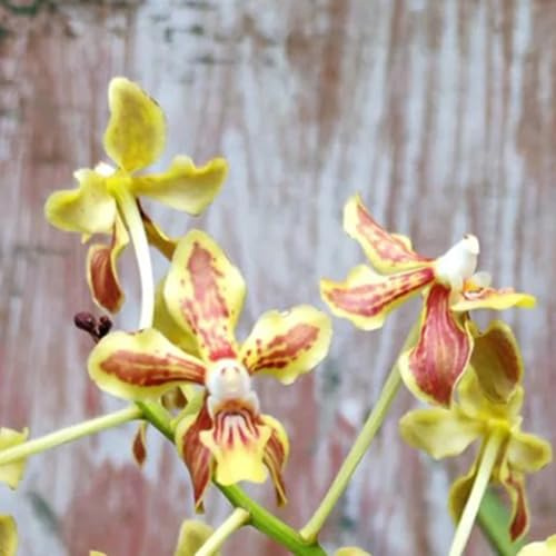 Orchidea Vanda - Decorazioni giardino per esterni giardino di interno ufficio semprever balcone semi di per 225semi