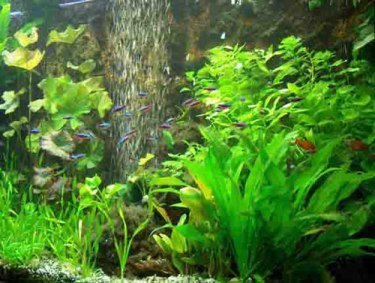 Aquarienpflanzen Set, Mooskugeln, Dünger, Futter