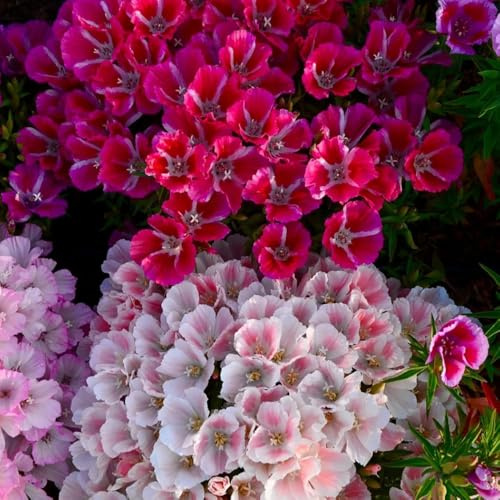 semi di azalea estiva, decorativi resistenti al balcone di azalea estiva primaverile, selvatici ornamentali decorazione, ombra 350pcs