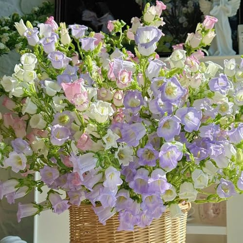 glockenblume campanula, gewächshaus balkon winterharte garten hochbeet exotische 1000samen