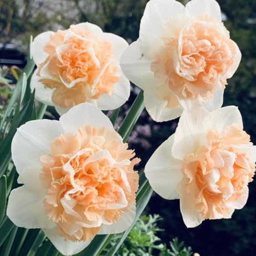 Narzissenzwiebeln - Narzissen zwiebeln winterhart mehrjährig- Narzissen zwiebeln winterhart - Narzissen zwiebeln tete a tete - Narzissen zwiebeln