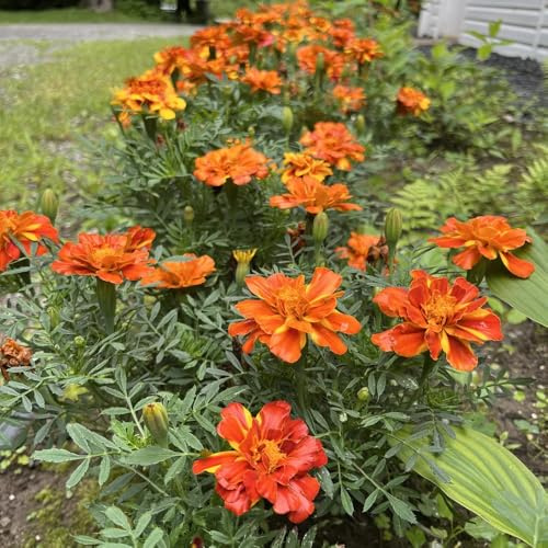 semillas de caléndula orgánicas - tagetes - jardín de rocas resistentes de caléndula de caléndula 100pcs