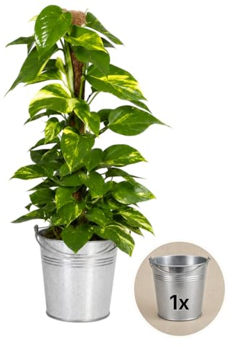 Efeutute am Moosstab + 1x Zinktopf | Epipremnum Aureum | ca. 50-60 cm | ø 12-15 cm Topf | Pflegeleichte Zimmerpflanzen für Wohnung und Büro | Qualität vom Pflanzen Profi | Ideale Raumbegrünung