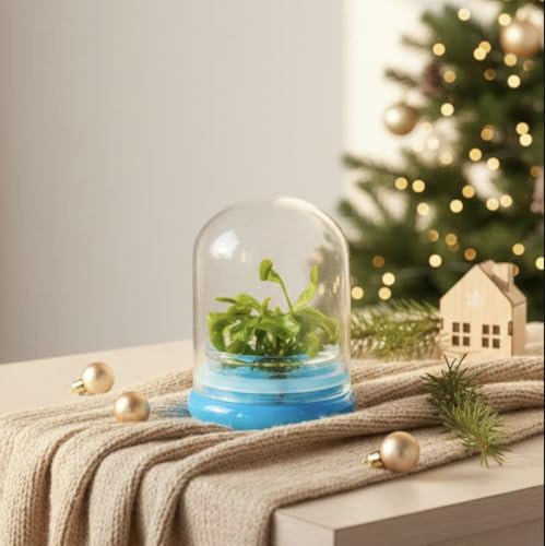 Venus Fly Trap, Fly Trap Carnivorous Plant, a Fun & Live Gift!