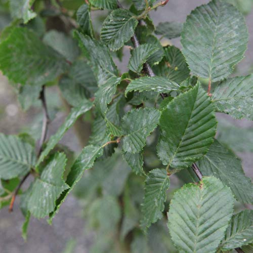 Suttons Hornbeam Carpinus betulus Hedging Plant, Native Tree Species, British Grown, Retains Many Leaves in Winter, Supplied At 30-45cm Tall, 2-Litre Potted Plant(s) (6)