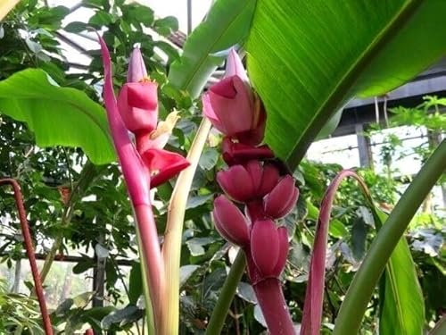 Pink banana plant 10 seeds + Plant tag + Freebie - exotic plant - Musa velutina