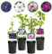 GreenboutiQ - Plante grimpante - Clematis Rainbow - Fleurs Roses Blanches Violettes Rouges - Peu d'entretien - 4 plantes - Pot 11cm Hauteur 40cm