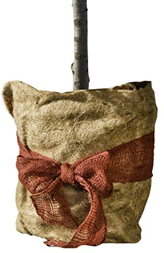 Windhager Winterschutz Vlies-Matte ÖKO, Thermovlies aus Jute, Kälteschutz Pflanztopf, Frostschutz für Pflanzen, 300 g/m², 0,38 x 1,5m, 06554, Natur