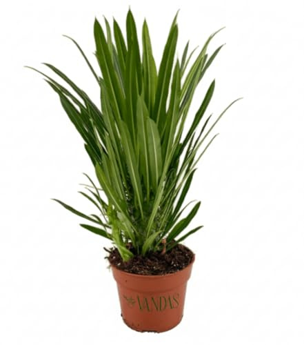 VANDAS Pachypodium Lamerei – Palma del Madagascar | Succulenta a Fusto Pachicaulo con Spine | Amante del Sole Diretto | Terreno Umido e Alte Temperature | Made in Italy