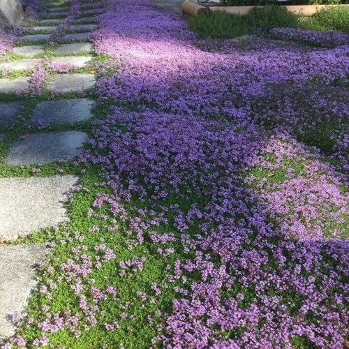 semillas de tomillo - resistentes en jardín decoración 350pcs