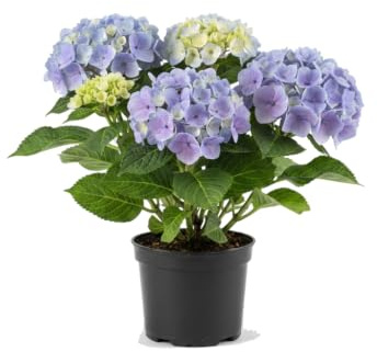 Hydrangea Macrophylla Azul Hortensia para Regalo Vegetal DECOALIVE Planta Natural Maceta 10 cm Diámetro Altura 20 cm