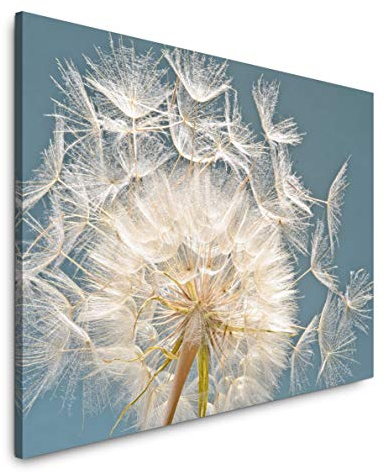 Paul Sinus Art Pusteblume Nahaufnahme 120x 80cm Inspirierende Fotokunst in Museums-Qualität für Ihr Zuhause als Wandbild auf Leinwand in