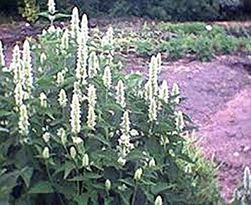 Potseed Hyssop- Giant Bianco- Agastache- 100 Semi - Bogo 50% off Sale