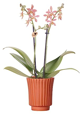 Kolibri Orchids | Orchidée Phalaenopsis orange – Araignée en terre cuite rétro – Diamètre du pot : 9 cm | Plante d'intérieur à fleurs – Fraîcheur du cultivateur