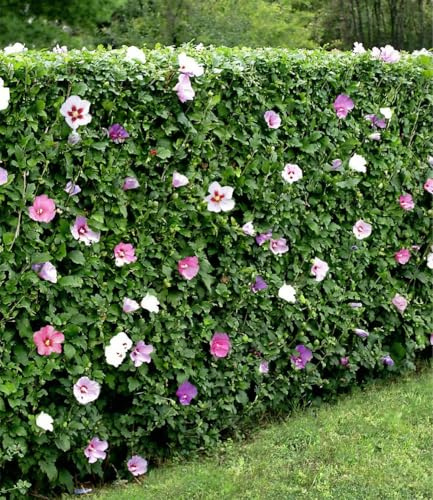 BALDUR Garten 50x Winterharte Hibiskus-Hecke, Pflanzen wurzelballiert | Blüten essbar, Garteneibisch Roseneibisch, Hibiscus Syriacus Blütengehölze Zierstrauch, blühend