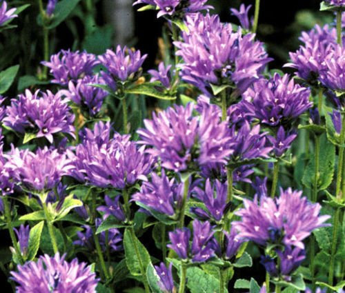 BELLFLOWER CLUSTERED Campanula glomerata Acaulis - 200 Semi Bulk