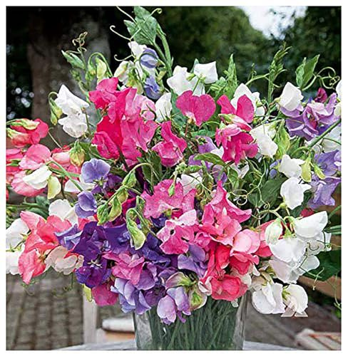 Dwarf Bijoux Sweet Pea Mixed Seeds - Approximately 65 Seeds…