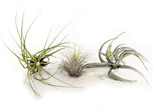 Bonplants Tillandsia Aerea, Pianta Vera Tropicale Senza Terra, Decorazione Verde per Casa (3 Tillandsie sfuse)