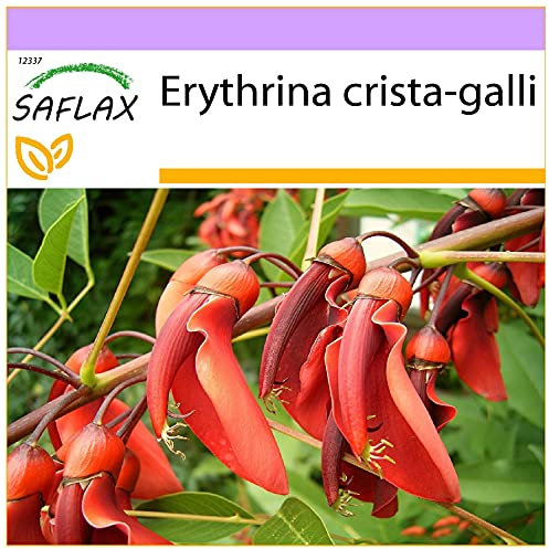 SAFLAX - Albero del corallo - 6 semi - Erythrina crista-galli