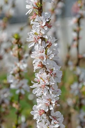 Filzkirsche, Nankingkirsche, Sorte `Orient´, 30-40cm im Topf, Prunus tomentosa