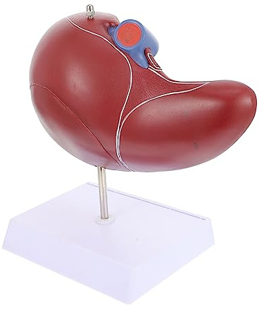 PLAFOPE Lebermodell Realistisches aus Kunststoff Medizinisches Anatomisches mit Sockel als Lehrmodell und Anschauungsobjekt für Menschliche Leber im Unterricht