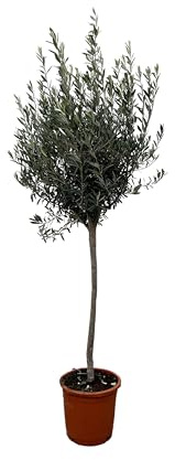 Olea Europaea am Stamm - Olivenbaum - 140-160cm - Ø24cm - Gartenpflanze