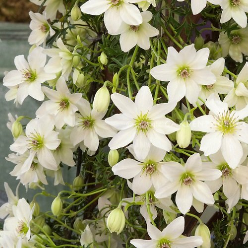 2 x Clematis Early Sensation | 2-er set Immergrüne Kletterpflanzen - Mehrjährig und Winterhart) - Weiß | 2 x 1,5 Liter Töpfe