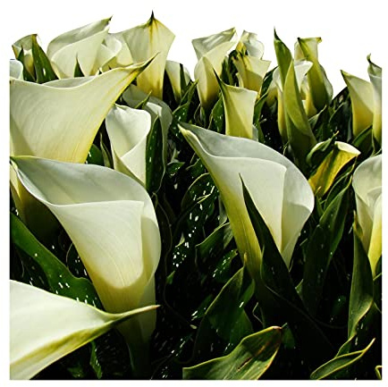 Easy to Grow Calla Lily Super Mac 3 Bulbs - Large White Flowers Blooms in Summer Sun Tropical Spring Planted