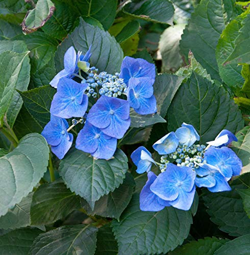Bauernhortensie Blaumeise 30-40cm - Hydrangea macrophylla