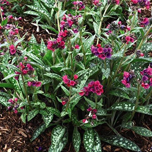 Pulmonaria Plant 'Raspberry Splash' Lungwort Hardy Perennial Pink-Mauve Blooms Easy to Grow Your Own Garden Shade-Loving Groundcover 1-Litre Potted Plant by Thompson and Morgan