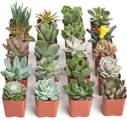 Pack de Suculentas y Crasas Naturales – Diversidad de Colores y Formas