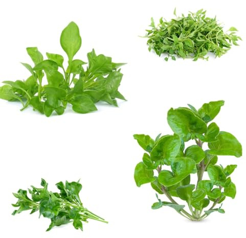 Semi di crescione germogli biologici, semi da giardino regali per gli amanti del giardino rare resistenti per il esotiche aiuole rialzate di prodotti sostenibili 50pcs