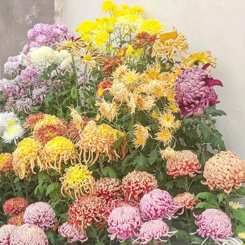 semi di crisantemo - tappezzanti resistenti balcone, giardino perenni 600pcs