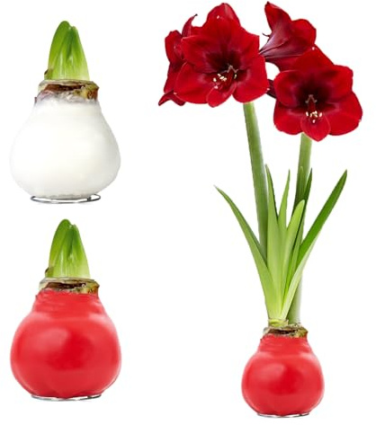 FLORIUM - Wachs Amaryllis Zwiebeln Weiß+Rot – Wachsamaryllis 28/30 Großformat | 2 Stück | gewachst/wax | ohne Gießen | Exklusive Zimmerpflanzen aus Holland - Hippeastrum (kein glas, vase und Topf)
