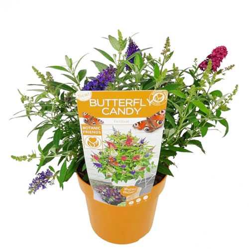 Bloomique - Buddleja Butterfly Candy Festival - Schmetterlingsstrauch - Gartenpflanzen - Winterhart - 3 Blütenfarben in 1 Pflanze - 30-40 cm hoch - Topf 19 cm