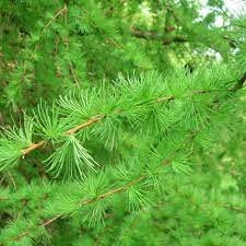 Lärche giapponese Lärche giapponese Samen Bonsai verwitterter Blick Conifer gefurcht Corteccia