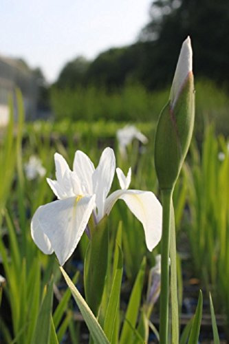 WASSERPFLANZEN WOLFF - Iris Sibirica-Hybr., weiß - Sibirische Wieseniris - 4er-Set im Gratis-Pflanzkorb - QUALITÄTSSTAUDEN - durchwurzelt - winterhart