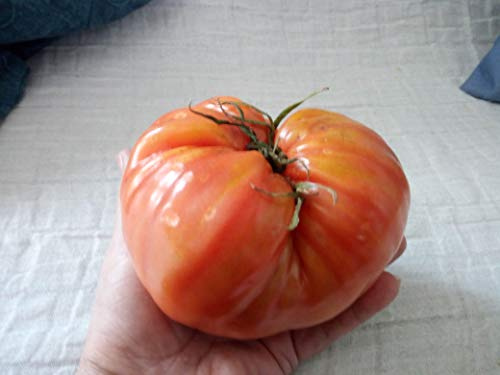 SEMI POMODORO GIGANTE ITALIANO