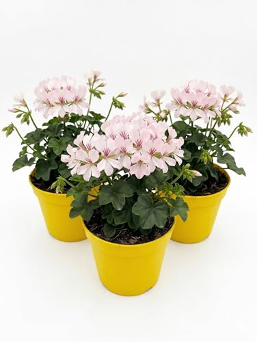Geranio Edera Parigino Bianco in Vaso | Set 3 Piante Ricadenti | Ideale per Balconi, Fioriere e Terrazzi | Fioritura Primaverile ed Estiva | Pianta Ornamentale Pendente Resistente |Facile da Coltivare