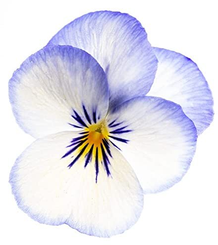Viola Plants, 'Magnifico', 20 x Full Plant Pack, Bedding Plants, Violas, Garden Ready and Ready to Plant, Premium Quality Flowers