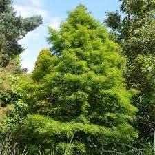 Cipresso Calvo Nord Taxodium distichum 5,10,30,60,100 Grani (10) : Grani