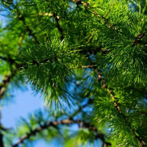 semi di larice resistenti per il giardino larice da interno da balcone, ornamentale resistente 400pcs