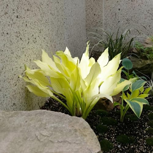 semi di hosta resistenti - esterno decorazione balcone perenni 20pcs